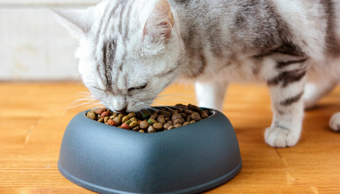 10 Best Cat Food Deals to Expect for Black Friday 2023