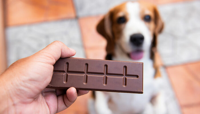 9 common human foods that are unsafe for dogs